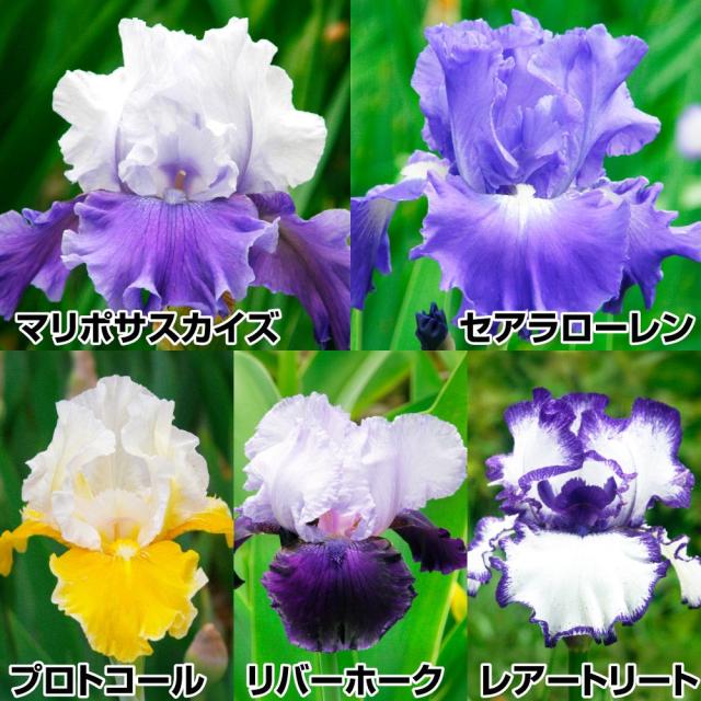ジャーマンアイリス 株分け苗 芳香種セット 5種5株