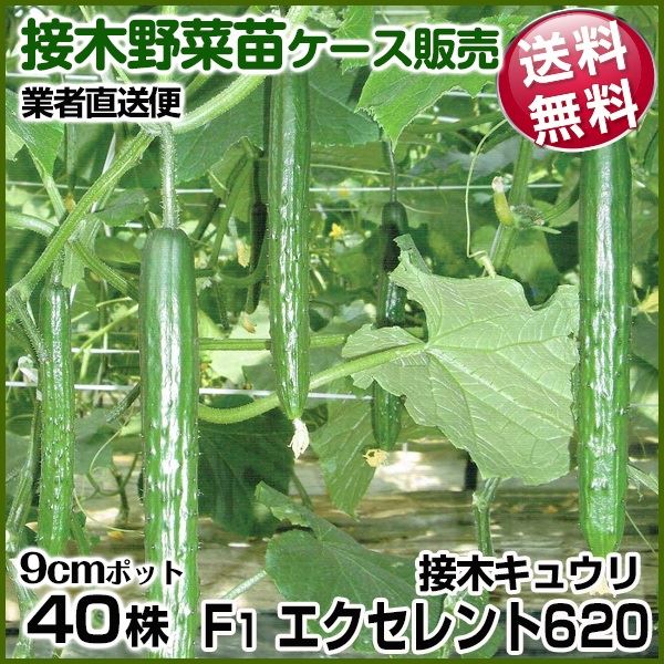 野菜苗ケース販売 キュウリ 接木F1エクセレント620 1ケース(40株入) 送料無料 9月発送 /業者直送便