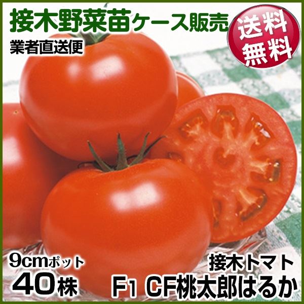 野菜苗ケース販売 トマト 接木F1CF桃太郎はるか 1ケース(40株入) 送料無料 10月発送 /業者直送便