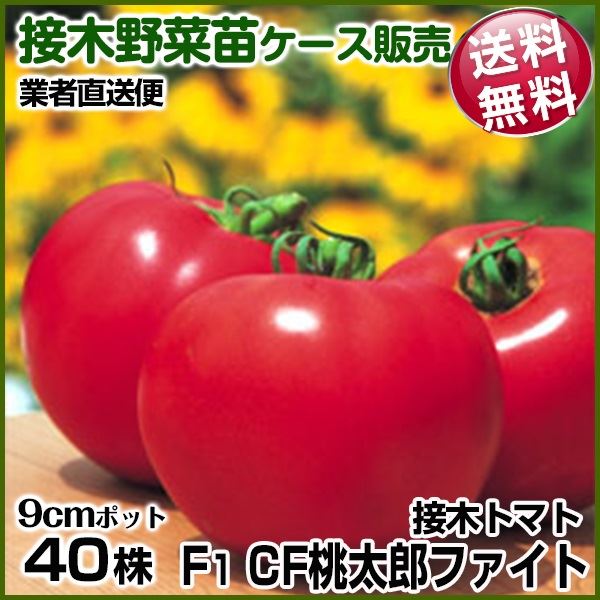 野菜苗ケース販売 トマト 接木F1CF桃太郎ファイト 1ケース(40株入) 送料無料 2027年2月発送 /業者直送便