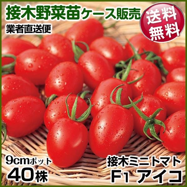 野菜苗ケース販売 トマト 接木F1アイコ 1ケース(40株入) 送料無料 2027年2月発送 /業者直送便