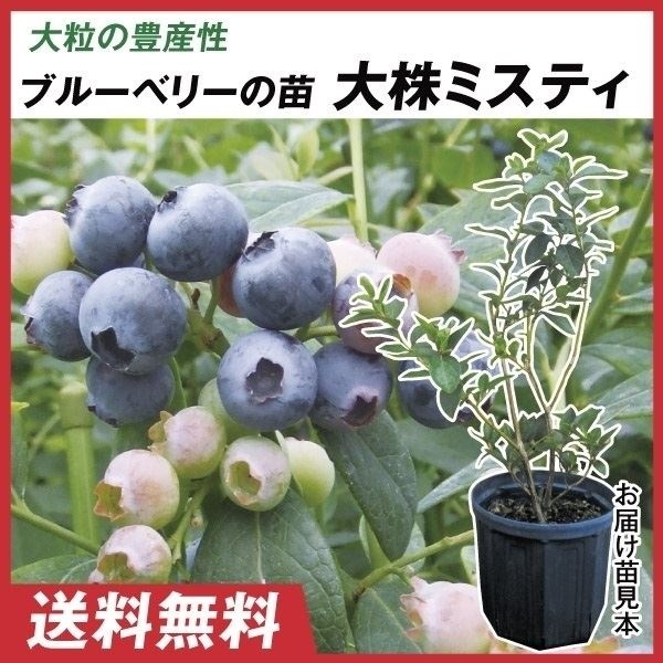 果樹苗 大株サザンハイブッシュ系ブルーベリー 大株ミスティ 1株 送料込み