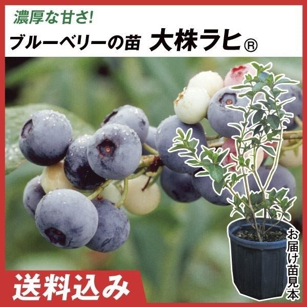 果樹苗 大株ラビットアイ系ブルーベリー 大株ラヒR 1株 送料込み 5,840円