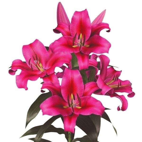 ユリ 球根 花ユリ オリエンタルリリー 特大球 レッドカサブランカ（パラッツォ） 30球 7,884円