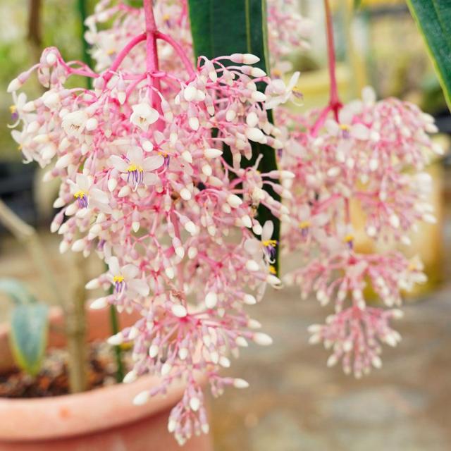 花苗 メディニラ・クラッサタ ハイブリッド 2株