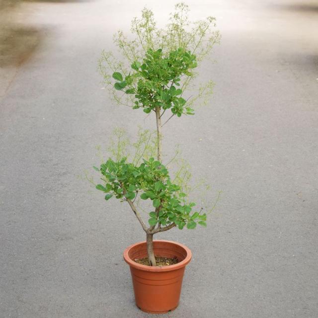 鉢植え花木 スモークツリー グリーンボール 7号鉢 1鉢 送料込み 6,466円