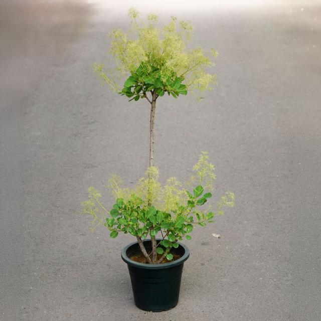 鉢植え花木 スモークツリー ベストピンク 7号鉢 1鉢 送料込み