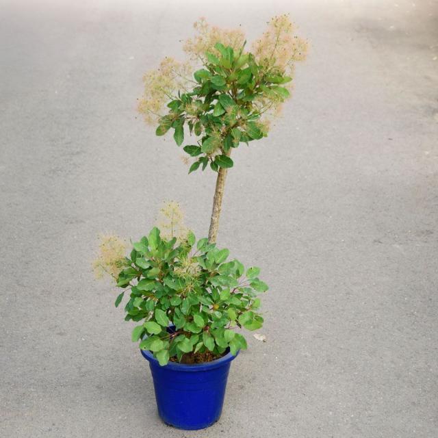 鉢植え花木 スモークツリー ラブリーローズ 7号鉢 1鉢 送料込み 6,376円