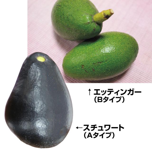 果樹苗 アボカド 寒さに強いアボカドCセット 2種2株 15,177円