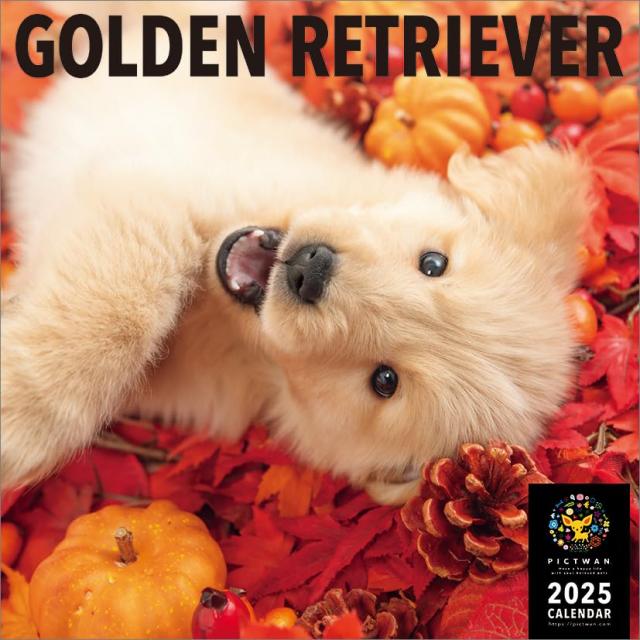 PICTWAN(ピクトワン) L版 ゴールデン・レトリーバー 2025年 カレンダー CL25-1213