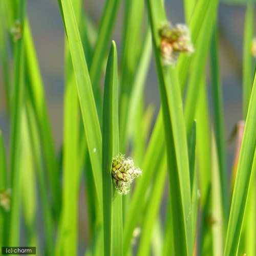 ビオトープ 水辺植物 カンガレイ １ポット 抽水植物 の通販はau Pay マーケット チャーム