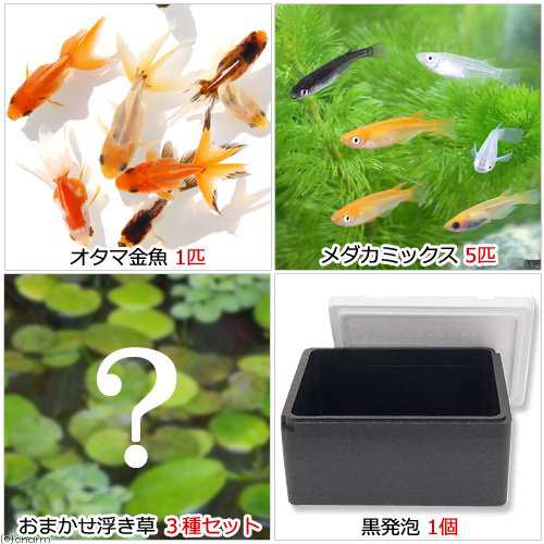 めだか 水草 水辺のなかよし飼育セット メダカミックスとおたま金魚 浮き草付き 本州四国限定 お一人様３点限りの通販はau Pay マーケット チャーム