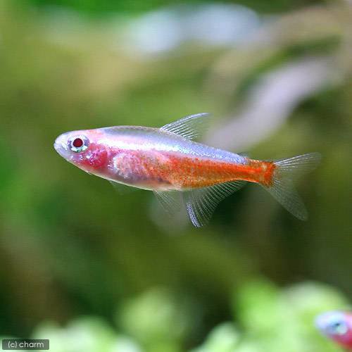 (熱帯魚)アルビノ・カージナルテトラ(50匹) 北海道・九州航空便要保温の通販は