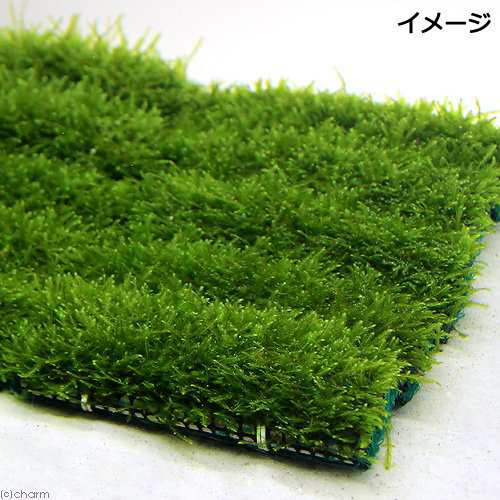 水草）☆育成済☆ ウィローモス マット（１個） １０ｃｍ×５ｃｍ 国産無農薬 前景草 置くだけ 小型水槽 アクアリウム 入門種  北海道航空便要保温の通販はau PAY マーケット - チャーム | au PAY マーケット－通販サイト