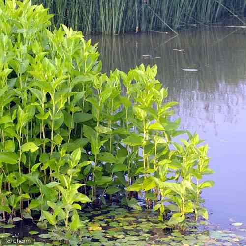 ビオトープ 水辺植物 ハンゲショウ １ポット 抽水植物 休眠株の通販はau Pay マーケット チャーム