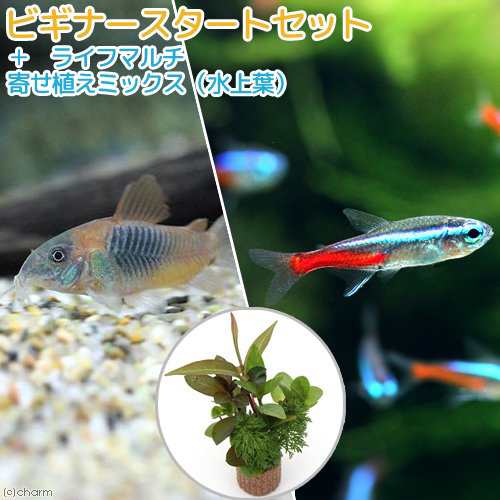 熱帯魚 水草 ビギナースタートセット ネオンテトラ １０匹 コリドラス ベネズエラオレンジ ２匹 北海道 九州航空便要保の通販はau Pay マーケット チャーム