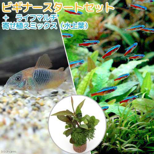 熱帯魚 水草 ビギナースタートセット カージナルテトラ １０匹 コリドラス ベネズエラオレンジ ２匹 北海道 九州航空便の通販はau Pay マーケット チャーム