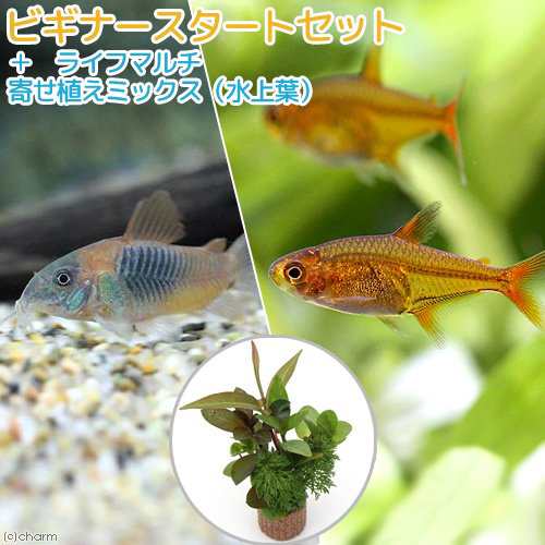 熱帯魚 水草 ビギナースタートセット ファイアー テトラ １０匹 コリドラス ベネズエラオレンジ ２匹 北海道航空便要保の通販はau Pay マーケット チャーム