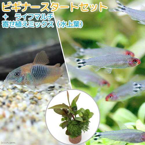 熱帯魚 水草 ビギナースタートセット ラミーノーズ テトラ １０匹 コリドラス ベネズエラオレンジ ２匹 北海道 九州航の通販はau Pay マーケット チャーム