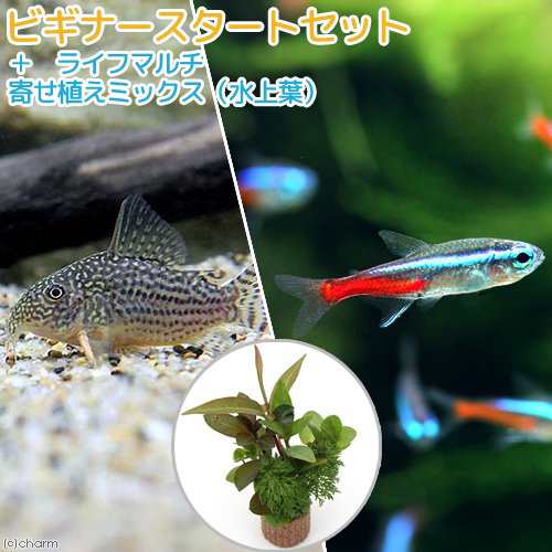 熱帯魚 水草 ビギナースタートセット ネオンテトラ 10匹 コリドラス ステルバイ 1匹 北海道 九州航空便要保温の通販はau Pay マーケット チャーム 熱帯魚 水草 ビギナースタートセット ネオンテトラ 10匹 コリドラス ステルバイ 1匹 北海道 九州航空便要保温の通販はau Pay マーケット チャーム