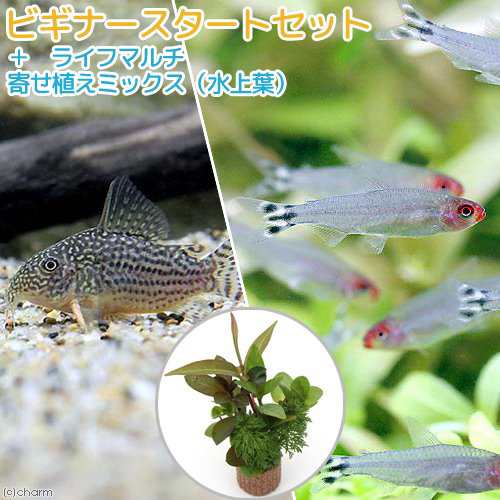 熱帯魚 水草 ビギナースタートセット ラミーノーズ テトラ ブリード １０匹 コリドラス ステルバイ １匹 北海道航空の通販はau Pay マーケット チャーム