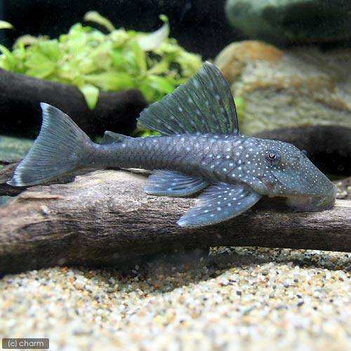（熱帯魚）ブルーフィン・プレコ　Ｌサイズ（ワイルド）（１匹）　北海道・九州航空便要保温の通販は