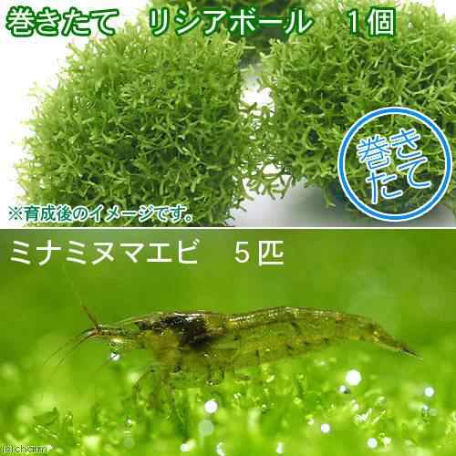 エビ 水草 巻きたて リシアボール 無農薬 １個 ミナミヌマエビ ５匹 北海道航空便要保温の通販はau Pay マーケット チャーム