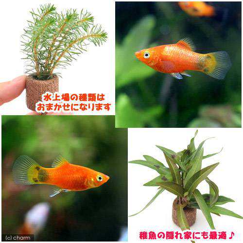 熱帯魚 水草 レッド ミッキーマウスプラティ ４匹 ライフマルチ 茶 寄せ植えミックス 水上葉 １個 北海道航空便の通販はau Pay マーケット チャーム