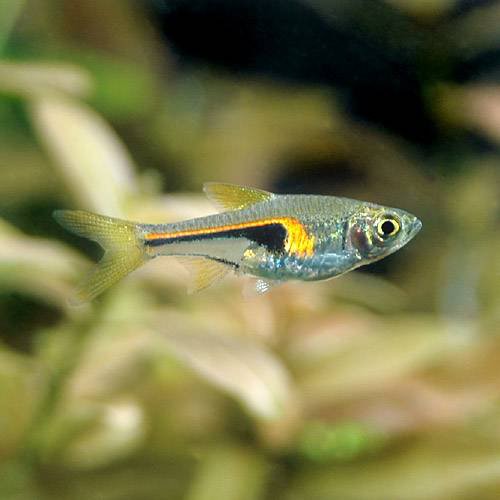(熱帯魚)ラスボラ・ヘンゲリー(30匹) 北海道・九州航空便要保温の通販は