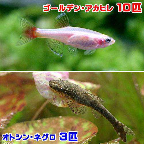 熱帯魚 ゴールデンアカヒレ １０匹 オトシン ネグロ ３匹 北海道 九州航空便要保温の通販はau Pay マーケット チャーム