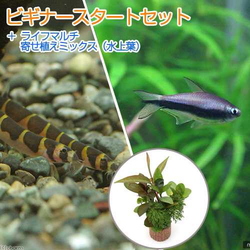 熱帯魚）（水草）ビギナースタートセット エンペラー・テトラ（６匹） ＋クーリーローチ（３匹） 北海道航空便要保温の通販はau PAY マーケット  チャーム au PAY マーケット－通販サイト