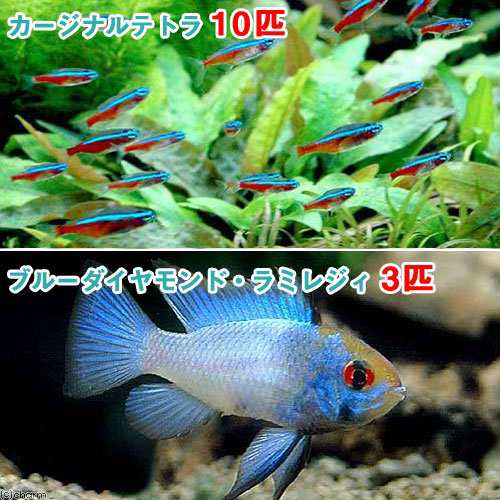 熱帯魚 カージナルテトラ ワイルド １０匹 ブルーダイヤモンド ラミレジィ ３匹 北海道 九州航空便要保温の通販はau Pay マーケット チャーム