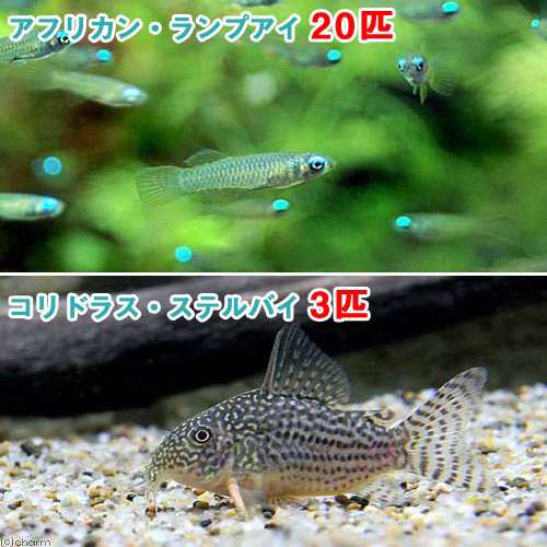 熱帯魚 アフリカン ランプアイ ｓサイズ ２０匹 コリドラス ステルバイ ３匹 北海道航空便要保温の通販はau Pay マーケット チャーム