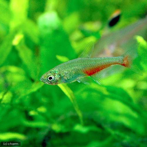 熱帯魚 グリーンネオンテトラ １０匹 グリーンファイアー テトラ ６匹 北海道 九州航空便要保温の通販はau Pay マーケット チャーム