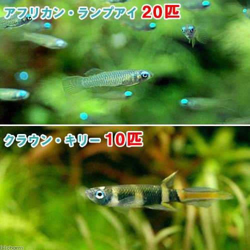 熱帯魚 アフリカン ランプアイ ｓサイズ ２０匹 クラウン キリー １０匹 北海道 九州 沖縄航空便要保温の通販はau Pay マーケット チャーム