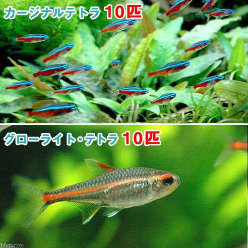 熱帯魚 カージナルテトラ ワイルド １０匹 グローライト テトラ １０匹 北海道 九州航空便要保温の通販はau Pay マーケット チャーム