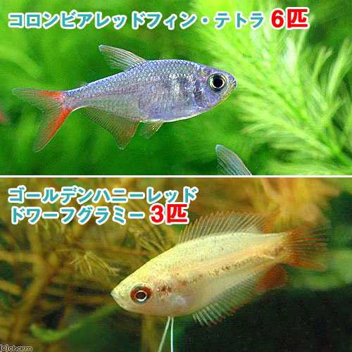 熱帯魚 ゴールデンハニーレッド ドワーフグラミー ３匹 コロンビアレッドフィン テトラ ６匹 北海道航空便要保温の通販はau Pay マーケット チャーム