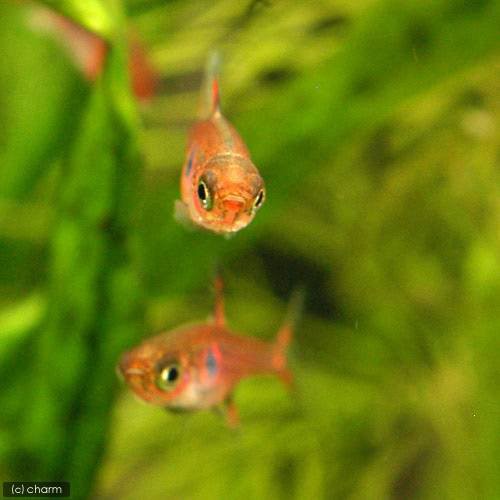 熱帯魚）ボララス・マキュラータ（５匹） 北海道・九州航空便要保温の通販はau PAY マーケット - チャーム | au PAY マーケット－通販サイト