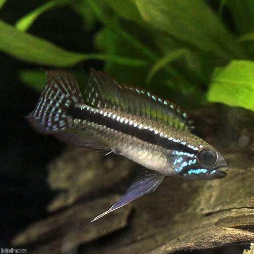 熱帯魚 アピストグラマ パウキスクアミス ノボアイロン ワイルド １ペア 北海道航空便要保温 沖縄別途送料の通販はau Pay マーケット チャーム