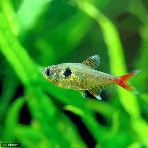 熱帯魚 レッドテール イエローファントムテトラ ３０匹 北海道 九州航空便要保温の通販はau Pay マーケット チャーム