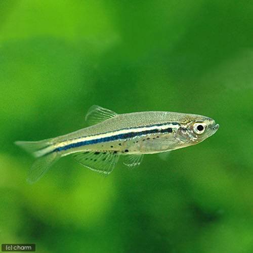 (熱帯魚)スポッテッド・ダニオ(12匹) 北海道・九州航空便要保温の通販は