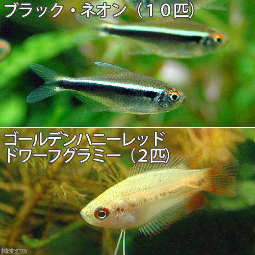 熱帯魚 ブラック ネオン １０匹 ゴールデンハニーレッド ドワーフグラミー ２匹 北海道航空便要保温の通販はau Pay マーケット チャーム