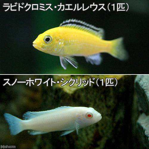 熱帯魚）ラビドクロミス・カエルレウス（１匹） ＋ スノーホワイト・シクリッド（１匹） 北海道・九州航空便要保温