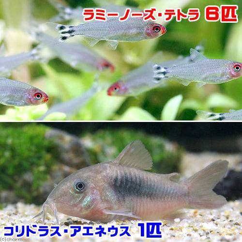 熱帯魚 ラミーノーズ テトラ ブリード ６匹 コリドラス アエネウス １匹 北海道航空便要保温の通販はau Pay マーケット チャーム