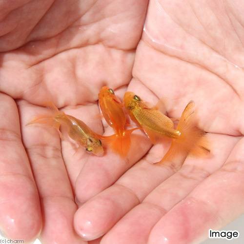 国産金魚 土佐錦魚 素赤 更紗 3 5cm 1匹 の通販はau Pay マーケット チャーム 国産金魚 土佐錦魚 素赤 更紗 3 5cm 1匹 の通販はau Pay マーケット チャーム