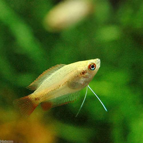 熱帯魚 ゴールデンハニーレッド ドワーフグラミー ３匹 ピグミー グラミー ３匹 北海道 九州航空便要保温の通販はau Pay マーケット チャーム