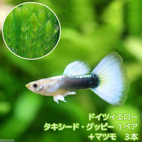 熱帯魚）（水草）ドイツイエロータキシード・グッピー（国産グッピー）（１ペア）＋マツモ（３本） 北海道航空便要保温の通販はau PAY マーケット -  チャーム | au PAY マーケット－通販サイト