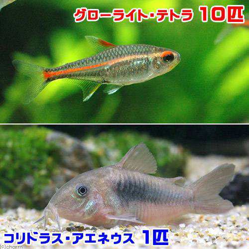 熱帯魚 グローライト テトラ １０匹 コリドラス アエネウス １匹 北海道航空便要保温の通販はau Pay マーケット チャーム