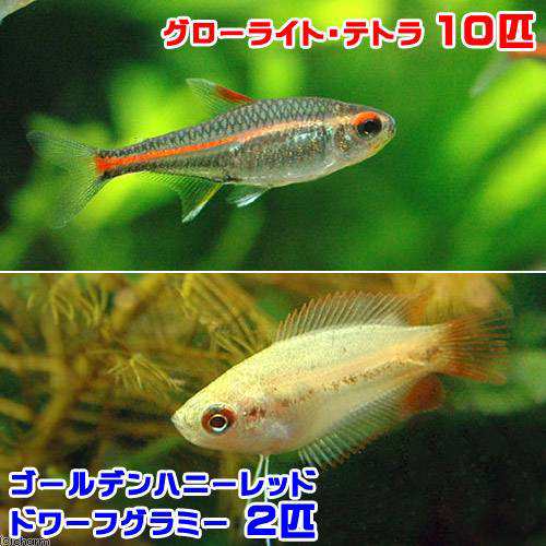 熱帯魚 グローライト テトラ １０匹 ゴールデンハニーレッド ドワーフグラミー ２匹 北海道 九州航空便要保温の通販はau Pay マーケット チャーム