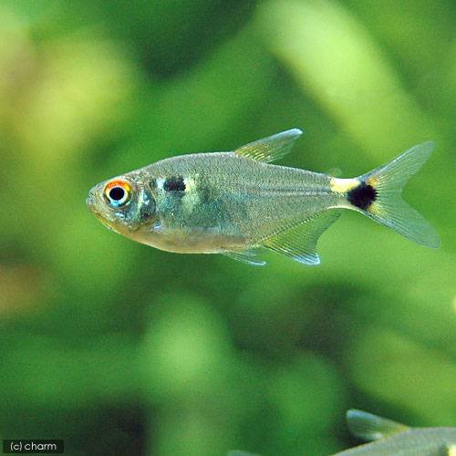 熱帯魚 ヘッドアンドテールライト テトラ ６匹 北海道航空便要保温の通販はau Pay マーケット チャーム